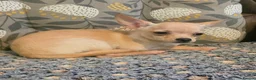 Chihuahua dogs for sale: Gorgeous Kc reg chihuahuas in Blackpool - Advert 3