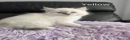 Ragdoll cats for sale: Stunning GCCF REG PEDIGREE RAGDOLLS - Advert 18