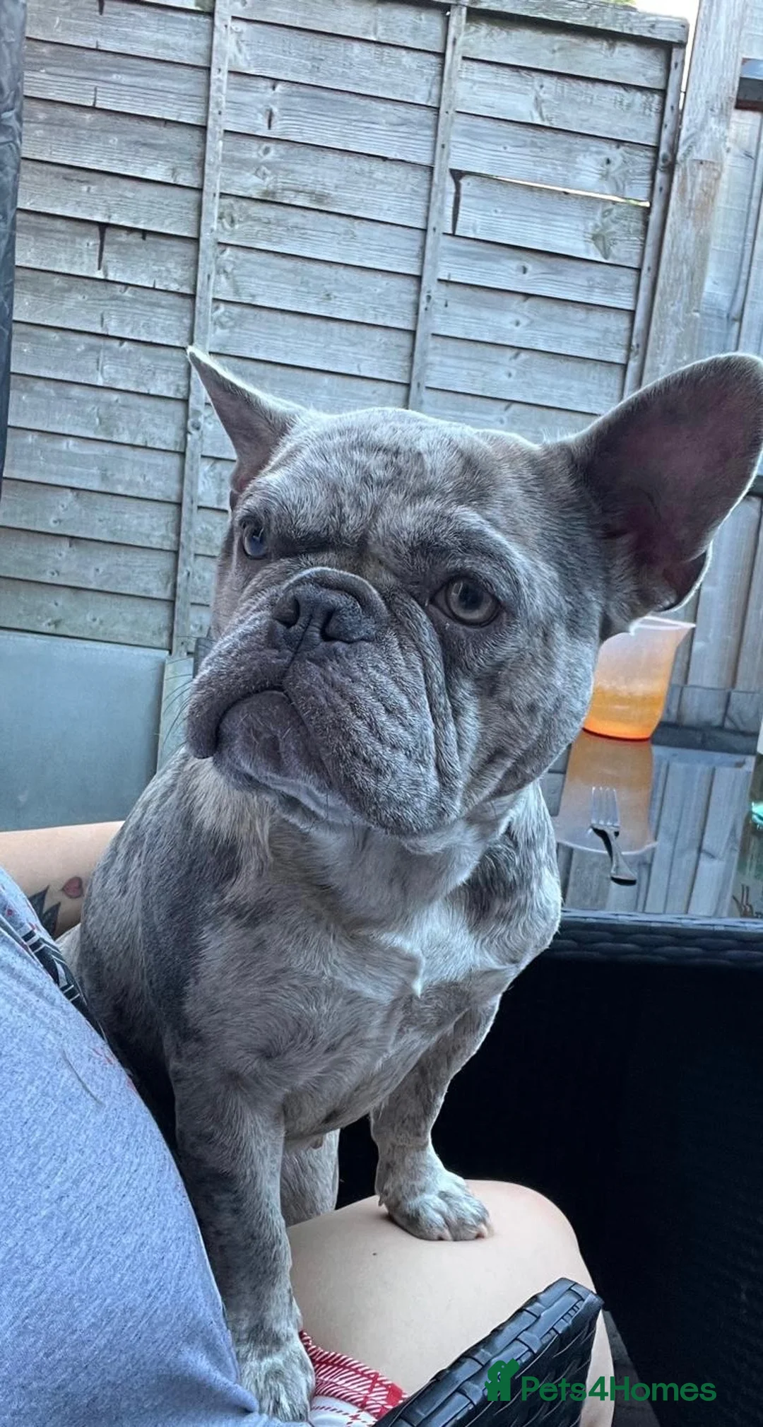 French Bulldog dogs for sale: French bulldog  - Advert 1