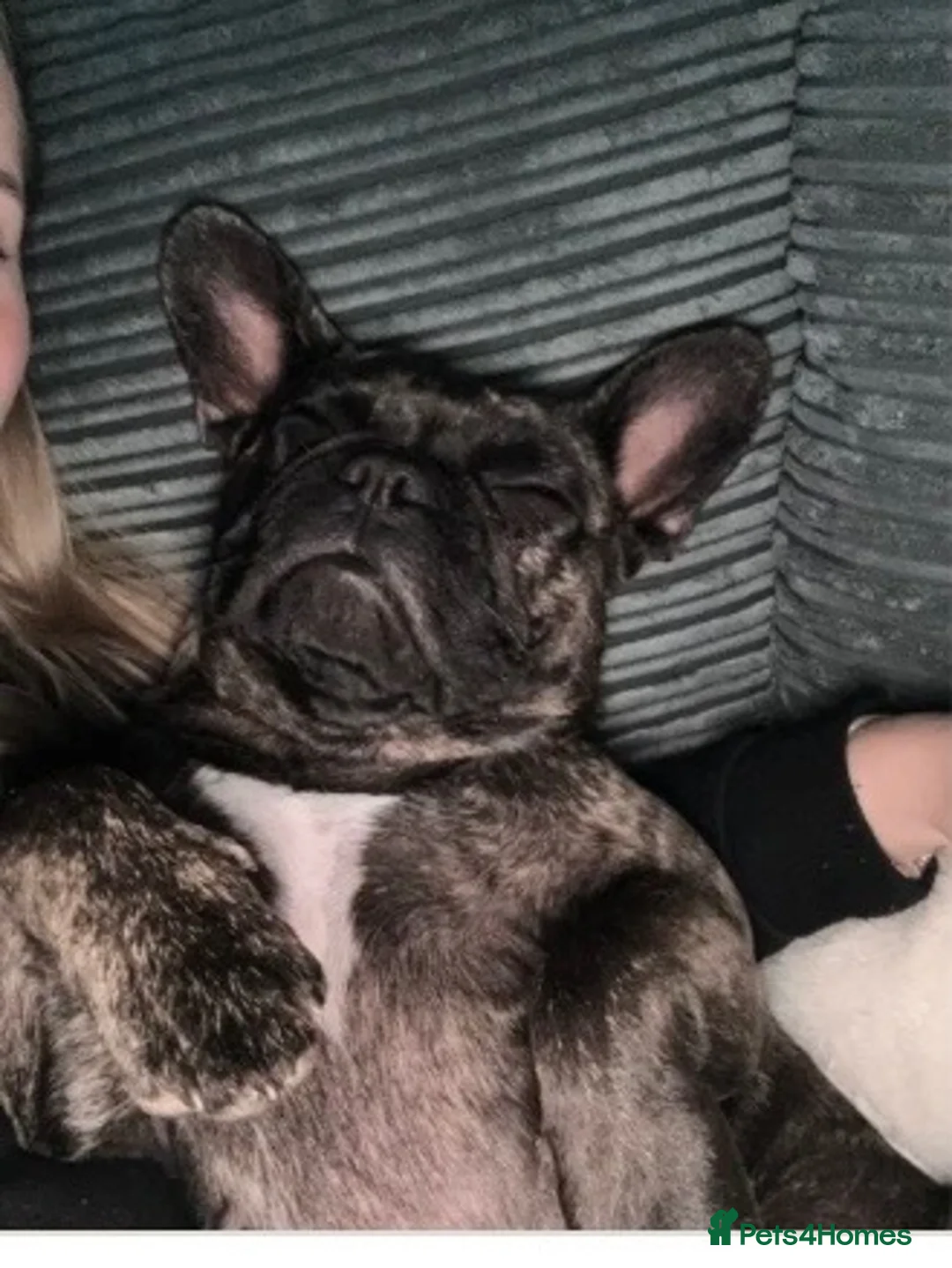French Bulldog dogs for sale: 2 year old French bulldog  in Sandown - Advert 2