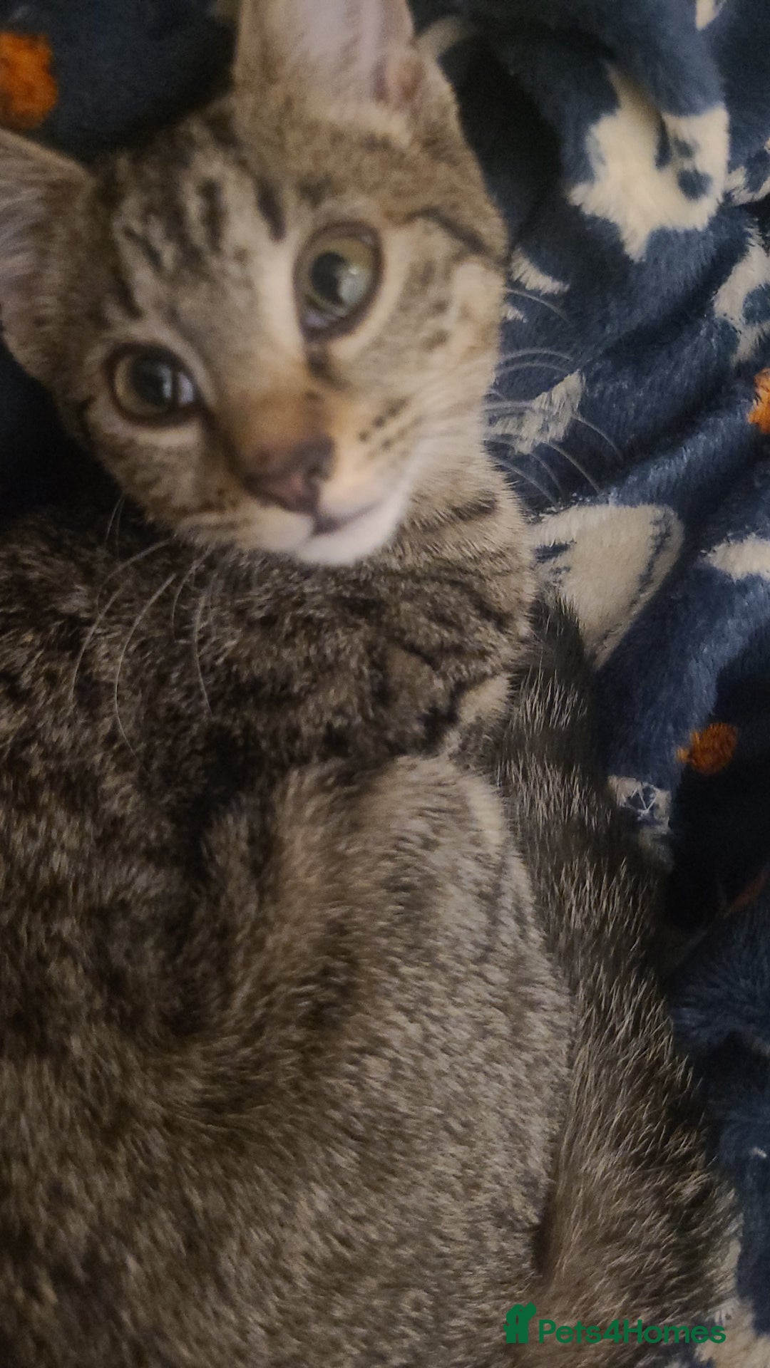 Mixed Breed cats for sale: Playfull kitten - Advert 2