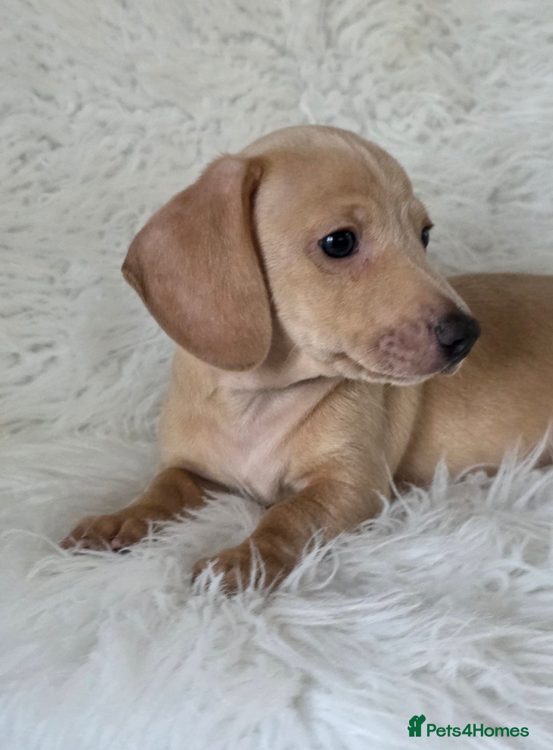 Miniature Dachshund dogs for sale: KC reg, gorgeous litter.5* Licensed. READY NOW  - Advert 17