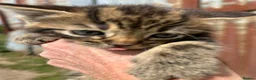 Mixed Breed cats for sale: Beautiful yard kittens  - Advert 4