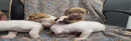 Bullmastiff dogs for sale: Beautiful mastiff litter in Coventry - Advert 8
