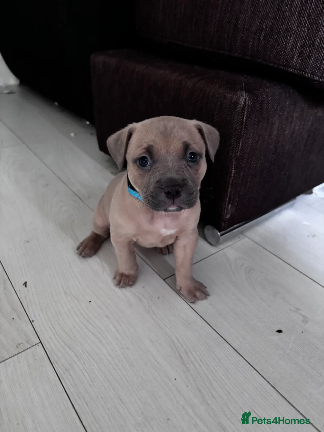 American Bully dogs for sale: Pocket bully pups ready for they forever home  - Advert 2