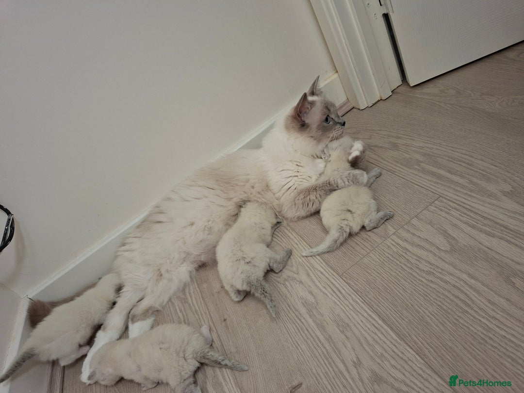Ragdoll cats for sale: Stunning Ragdoll kittens  - Image 7