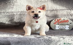 Mixed Breed dogs for sale: Stunning chowsky puppies for sale  - Image 10