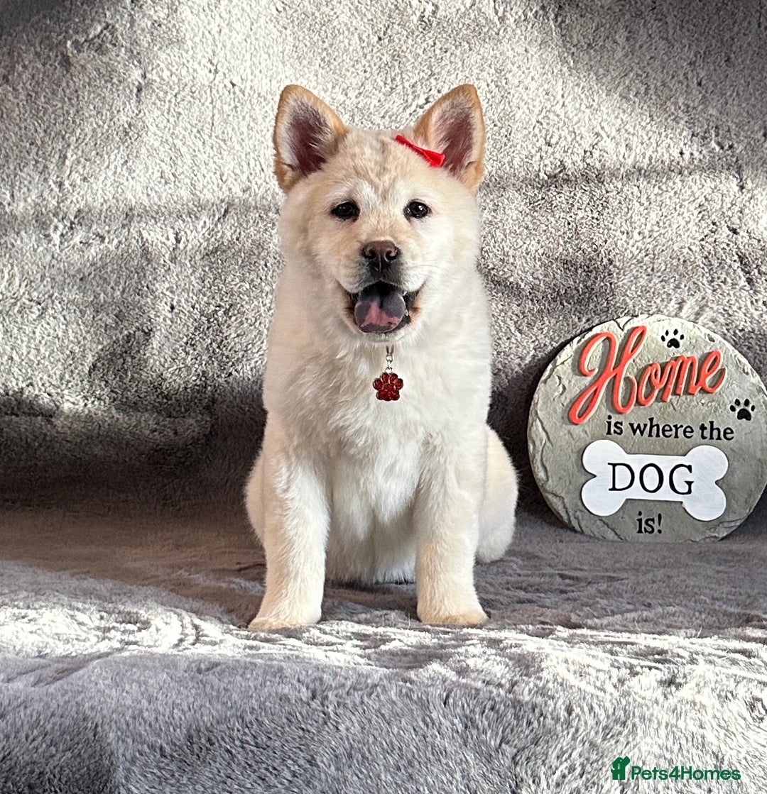 Mixed Breed dogs for sale: Stunning chowsky puppies for sale  - Image 10