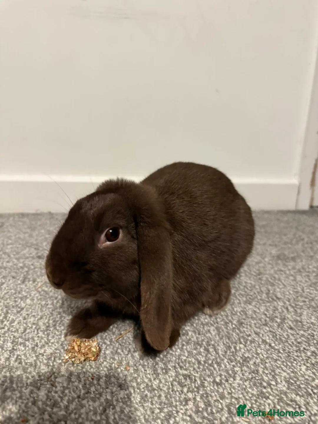 Mixed Breed rabbits for sale: bunny  in Crewe - Advert 1