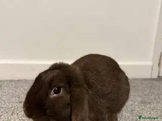 Mixed Breed rabbits bunny - Advert 3