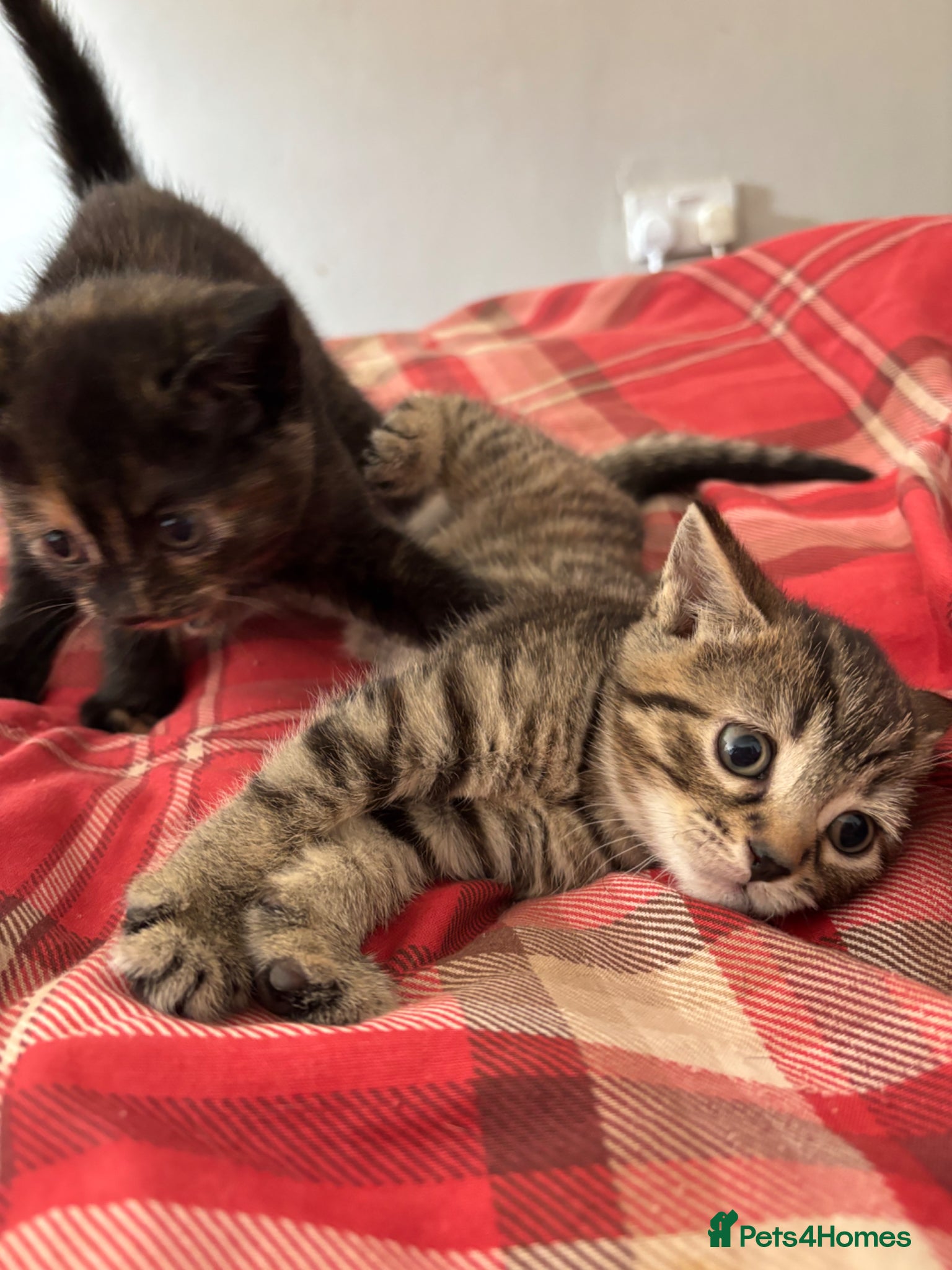 Mixed Breed cats BSH X MUNCHKIN BOTH AVAILABLE NOW! - Advert 6