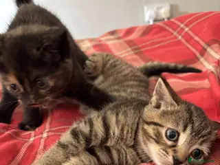 Mixed Breed cats BSH X MUNCHKIN BOTH AVAILABLE NOW! - Advert 8