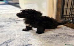 Cockapoo dogs for sale: Little Cockapoo boy - Image 2