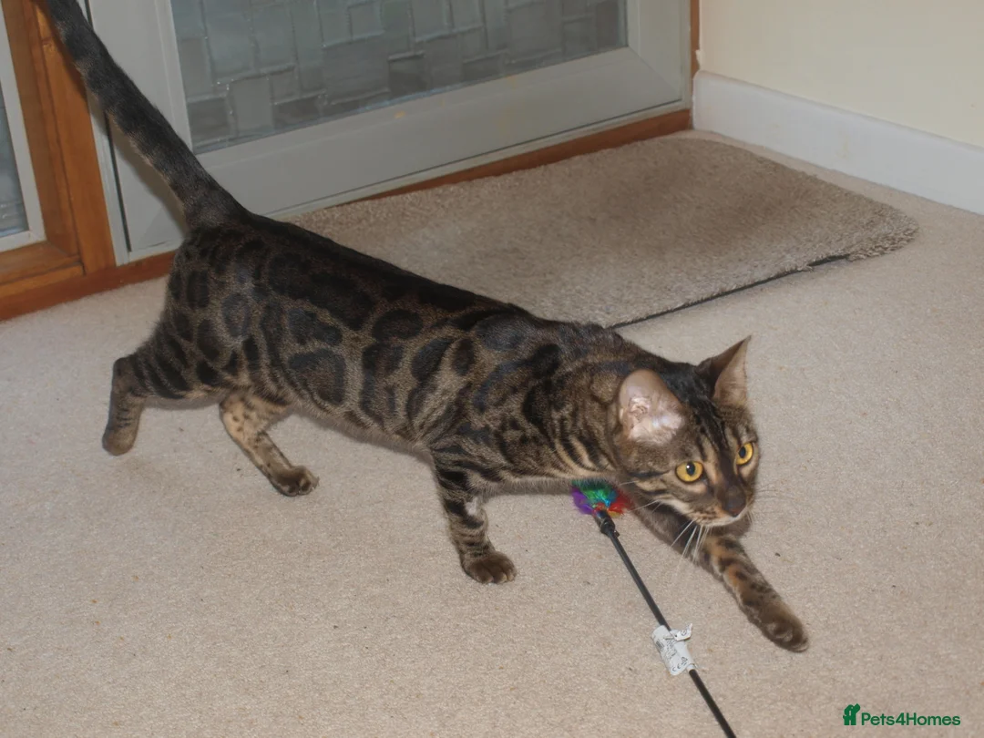 Bengal cats for sale: Stunning Bengal Female Cat - Advert 9