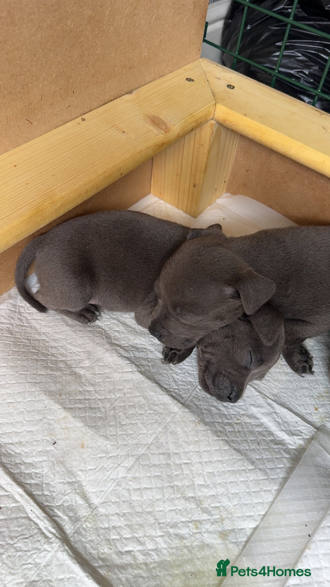 Staffordshire Bull Terrier dogs for sale: Beautiful blue staffy pups excellent pedigree  - Image 29