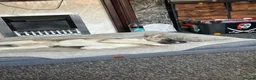 Akita dogs for sale: female akita puppy  - Advert 3