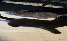 Mixed Breed cats for sale: Mother + 6 Kittens (All together)  - Image 8