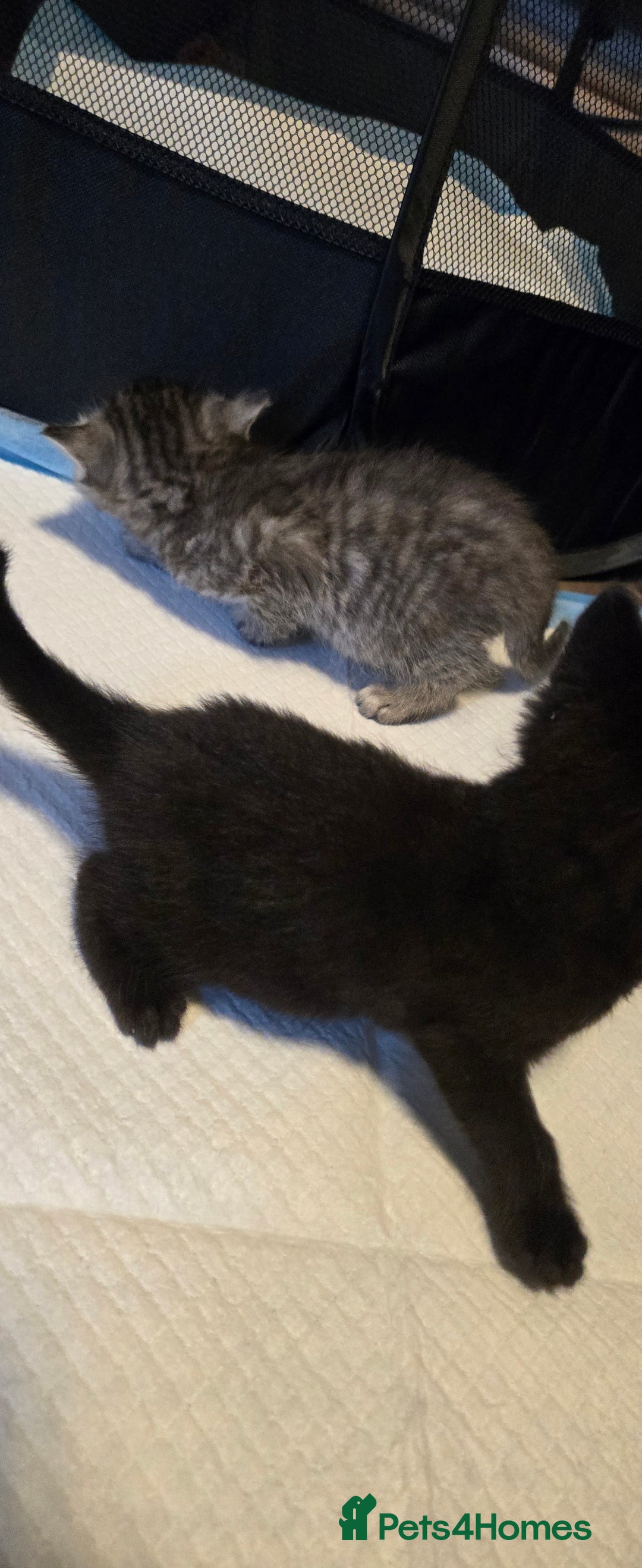 Mixed Breed cats for sale: Mother + 6 Kittens (All together)  - Image 8