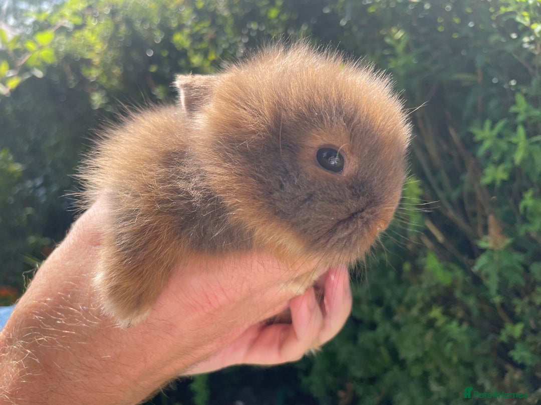 Lionhead rabbits for sale: 4 Beautiful Lionhead Baby Bunnies - Image 2