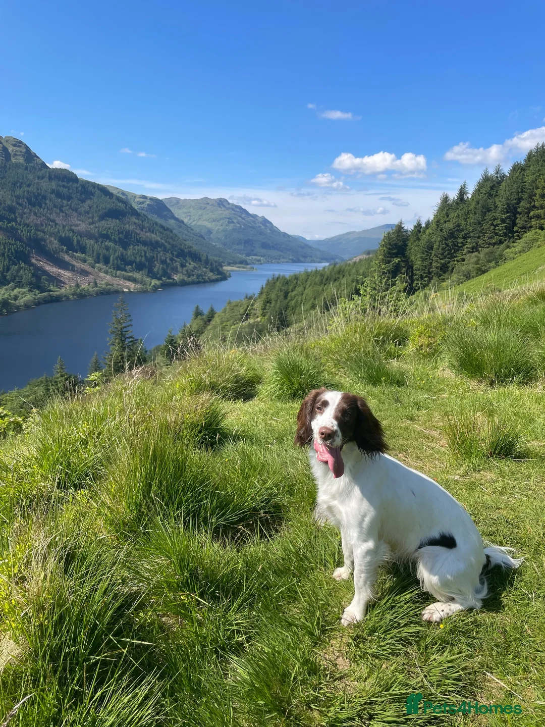 English Springer Spaniel dogs for sale:  Liver & White English Springer Spaniel Puppies - Advert 1
