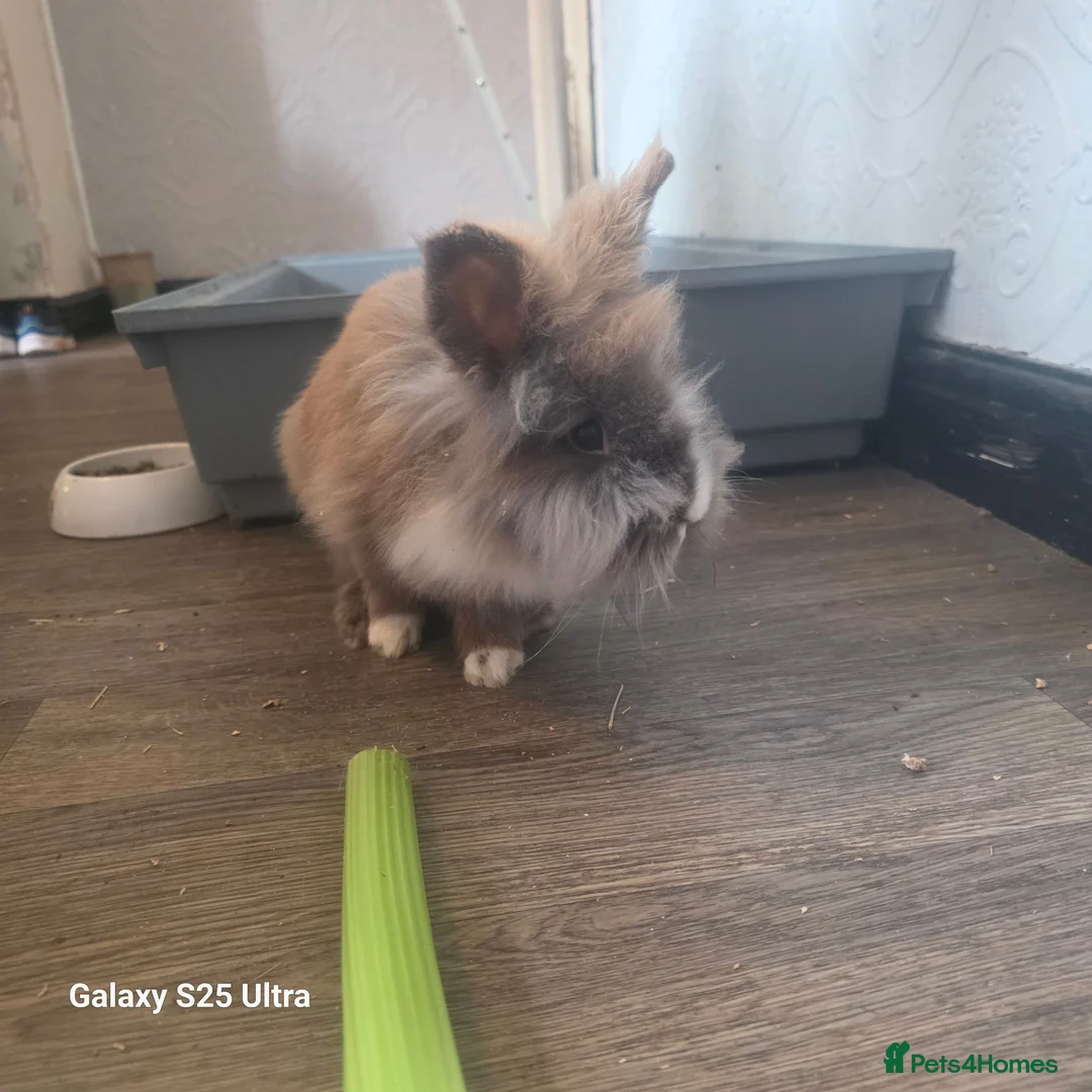 Mixed Breed rabbits for sale: Cookie in Gainsborough - Advert 1