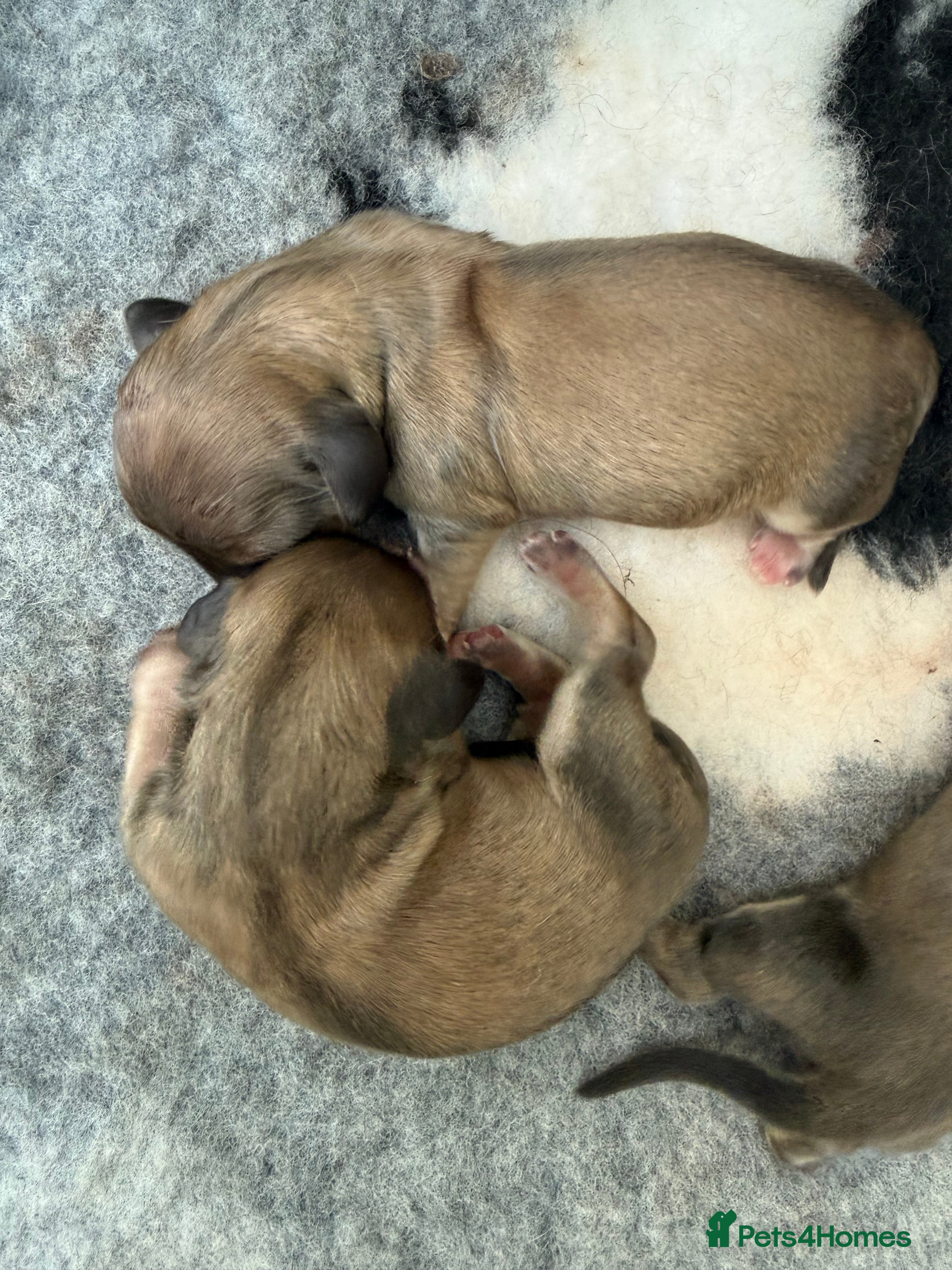 Miniature Dachshund dogs Stunning long haired miniature shaded creams - Advert 10