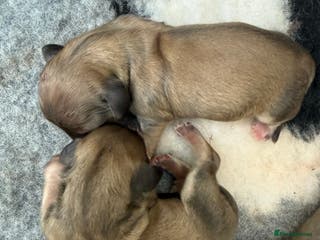 Miniature Dachshund dogs Stunning long haired miniature shaded creams - Advert 5