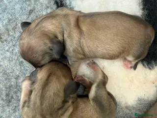 Miniature Dachshund dogs Stunning long haired miniature shaded creams - Advert 8