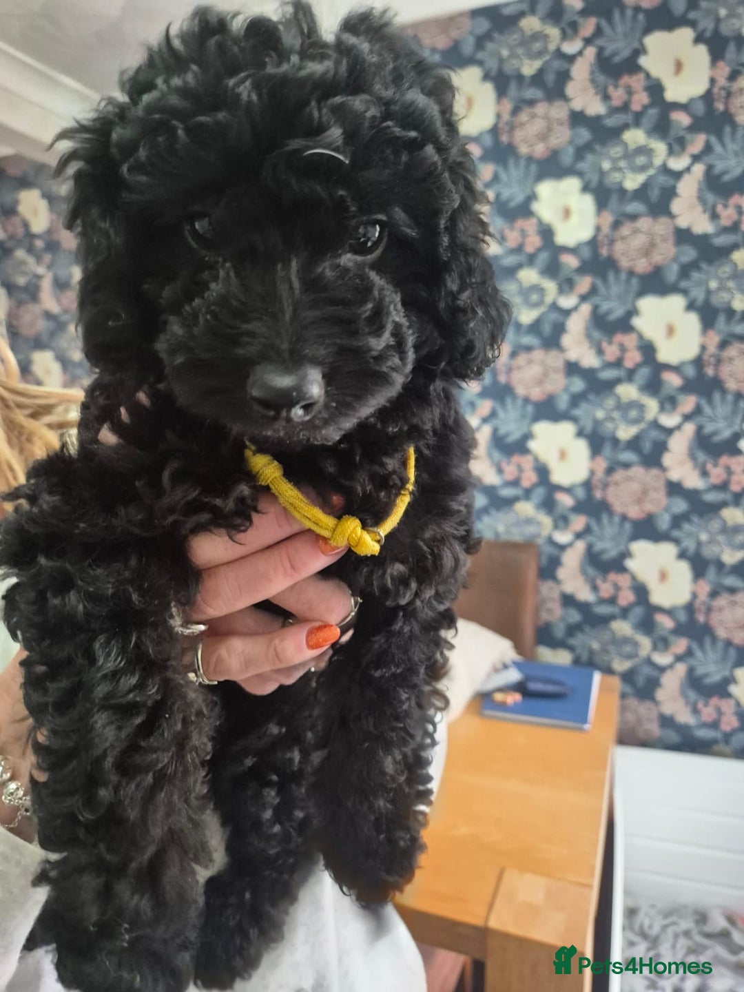 Sproodle dogs for sale: Beautiful Sproodles 1 black girl&1 chocolate boy - Image 7
