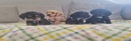 Cocker Spaniel dogs for sale: Cocker spaniel pups  - Advert 16
