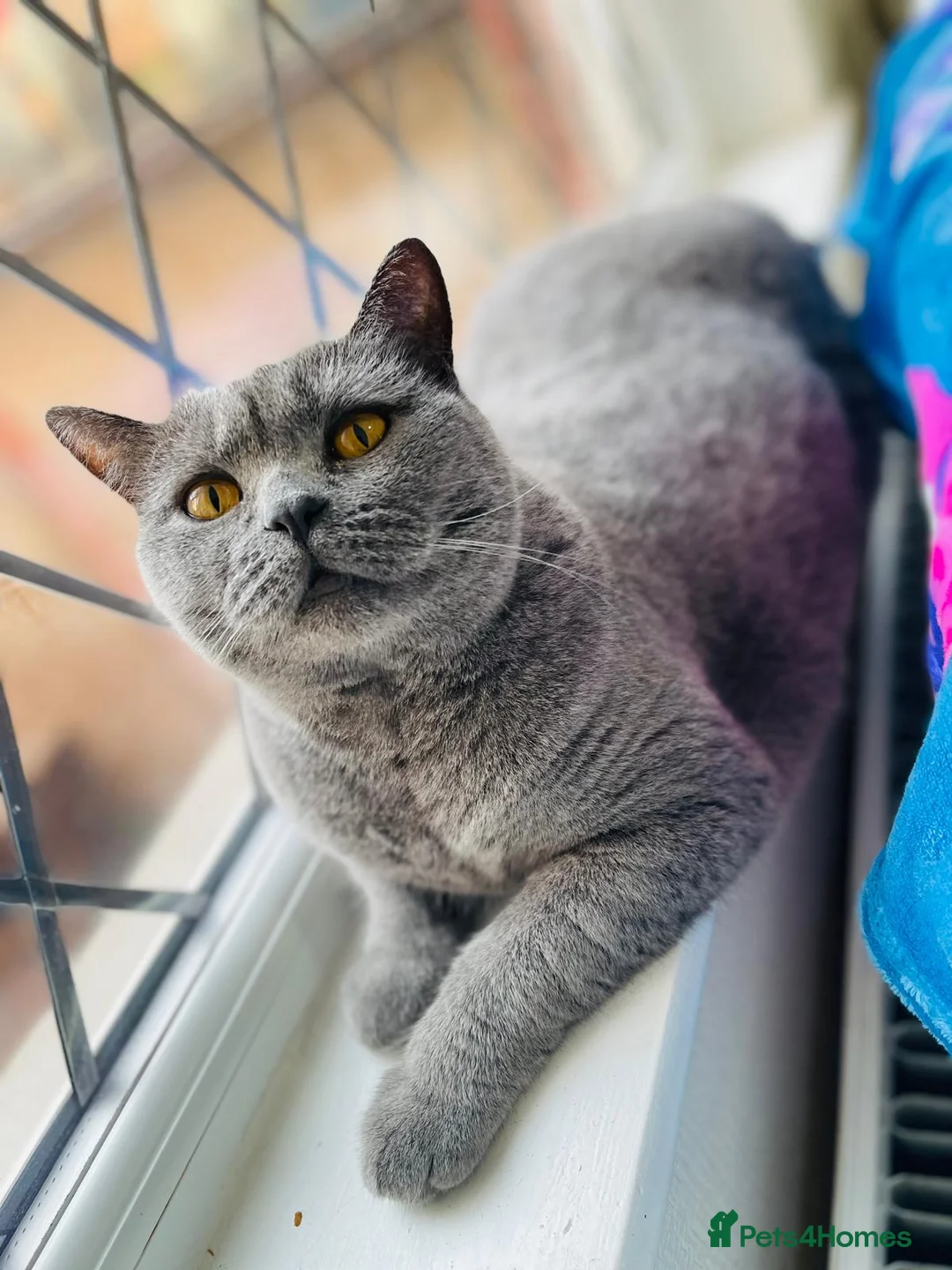 British Shorthair cats for sale: BRITISH SHORTHAIR FEMALE - Advert 3