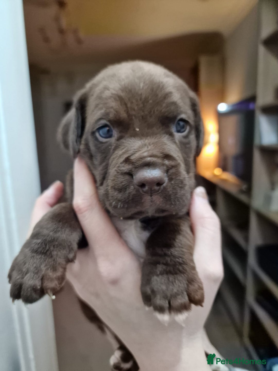 Mixed Breed dogs for sale: Bullmastiff × Sprocker Spaniel Puppies 9 Pups - Advert 4