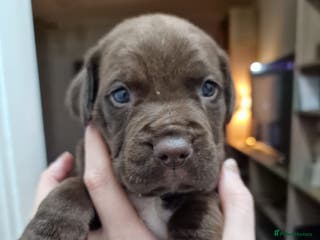 Mixed Breed dogs Bullmastiff × Sprocker Spaniel Puppies 9 Pups - Advert 7
