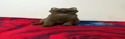 British Shorthair cats for sale: Rare Cinnamon Color British Shorthair Kittens - Advert 27