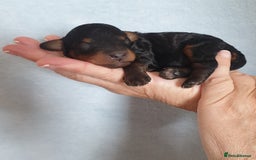 Jackapoo dogs for sale: Jackapoo x Asian toy poodle F1B - Image 10