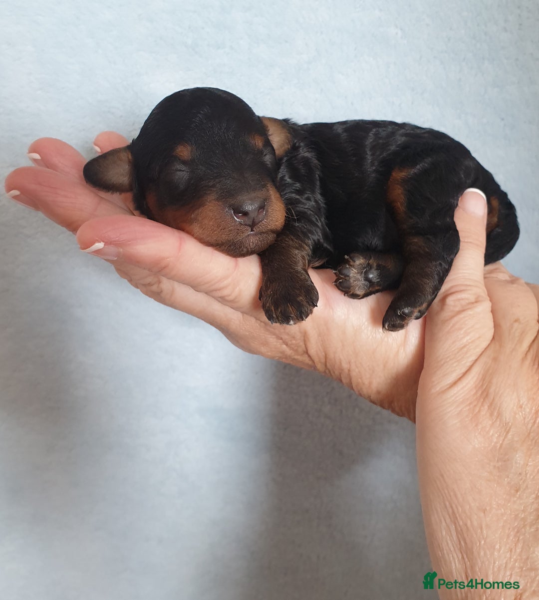 Jackapoo dogs for sale: Jackapoo x Asian toy poodle F1B - Image 10
