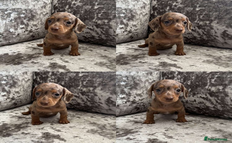 Miniature Dachshund dogs - Advert 16