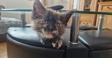 Maine Coon cats - Advert 16