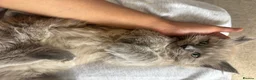 Ragdoll cats for sale: Ragdoll x mink tonkinese kittens  - Advert 5