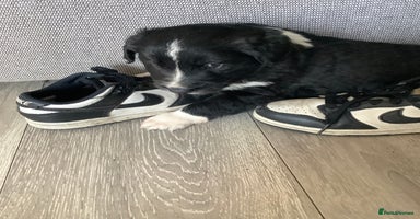 Border Collie dogs - Advert 8