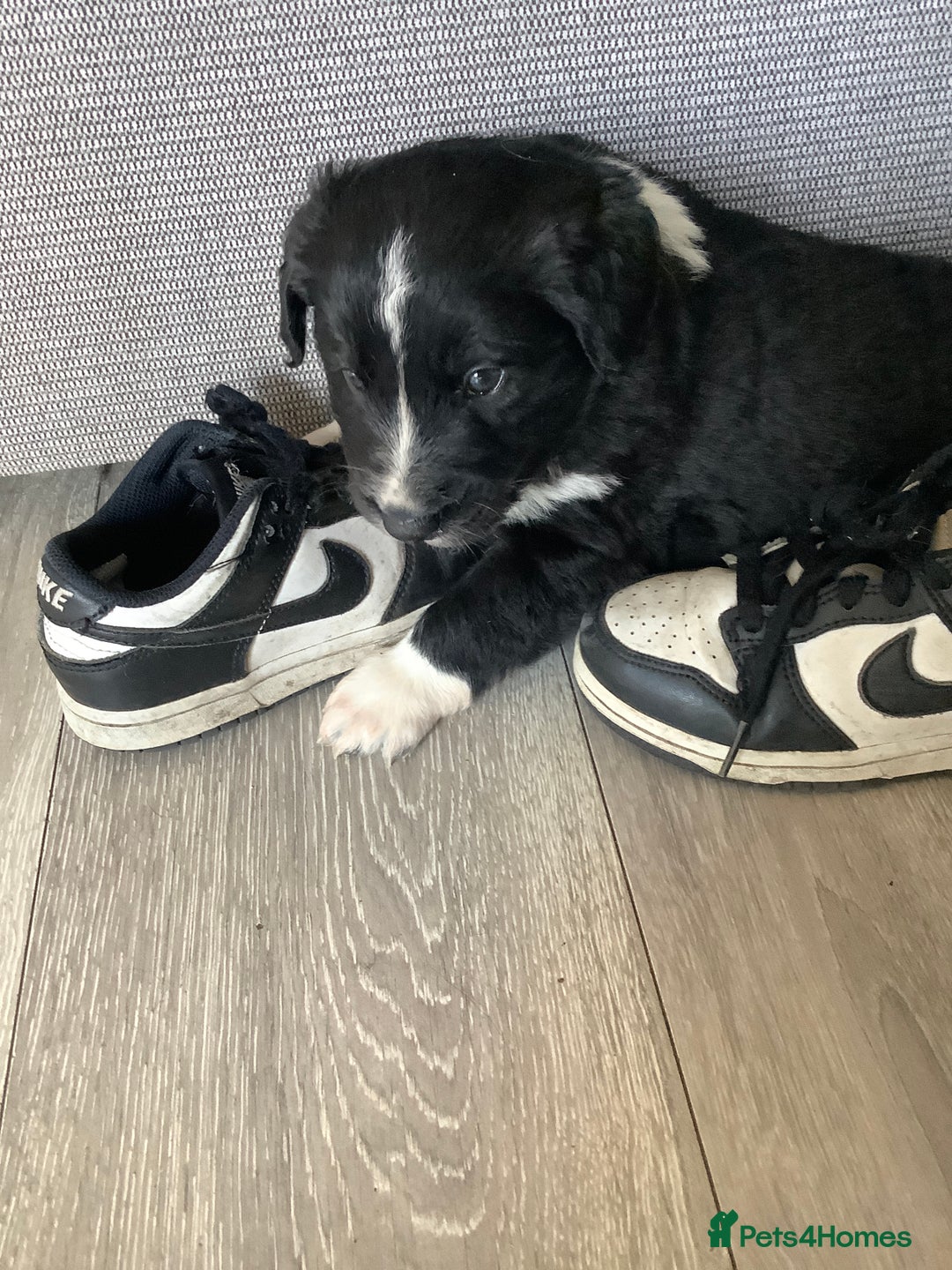 Border Collie dogs for sale: Border collie puppies  - Image 3