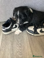 Border Collie dogs - Advert 8