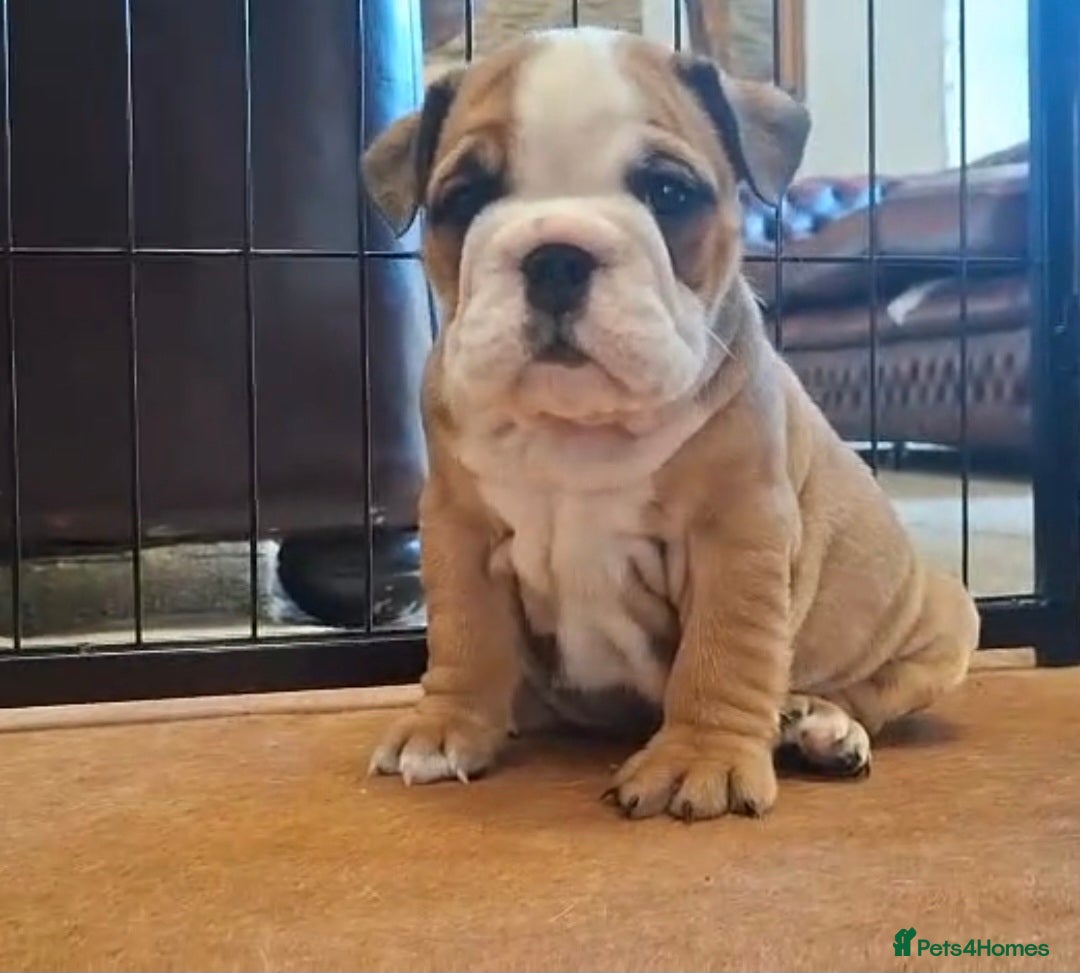 English Bulldog dogs Outstanding British Bulldogs NEIBULL Champ lines - Advert 2