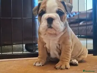 English Bulldog dogs Outstanding British Bulldogs NEIBULL Champ lines - Advert 2