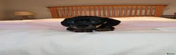 Dachshund dogs for sale: Pure Bred Dachshunds  - Advert 10