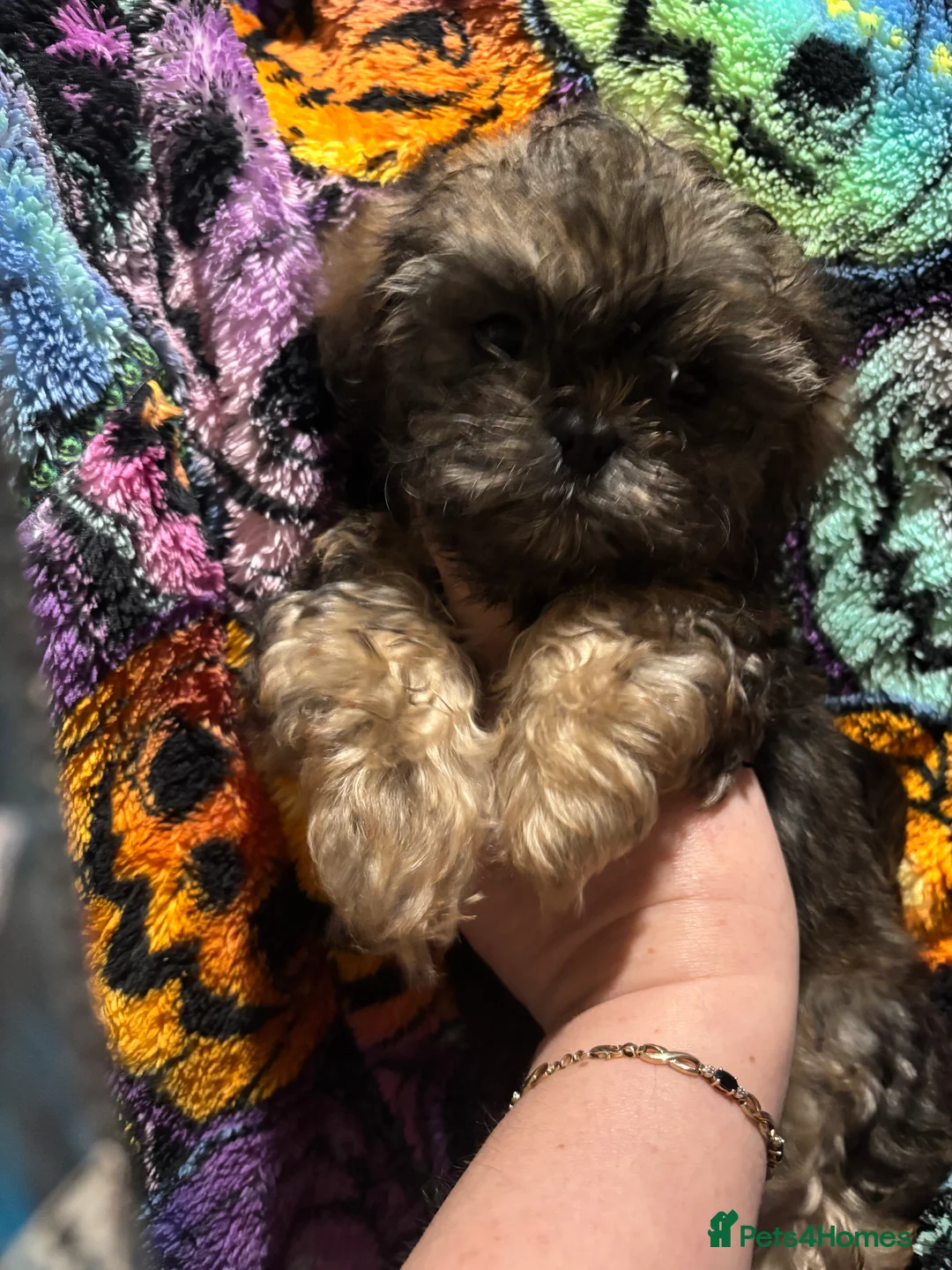 Shih Tzu dogs for sale: Adorable Puppies Looking for Their Forever Homes  - Advert 15