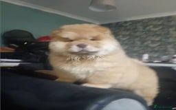 Chow Chow dogs for stud: Chowmazing  - Image 21
