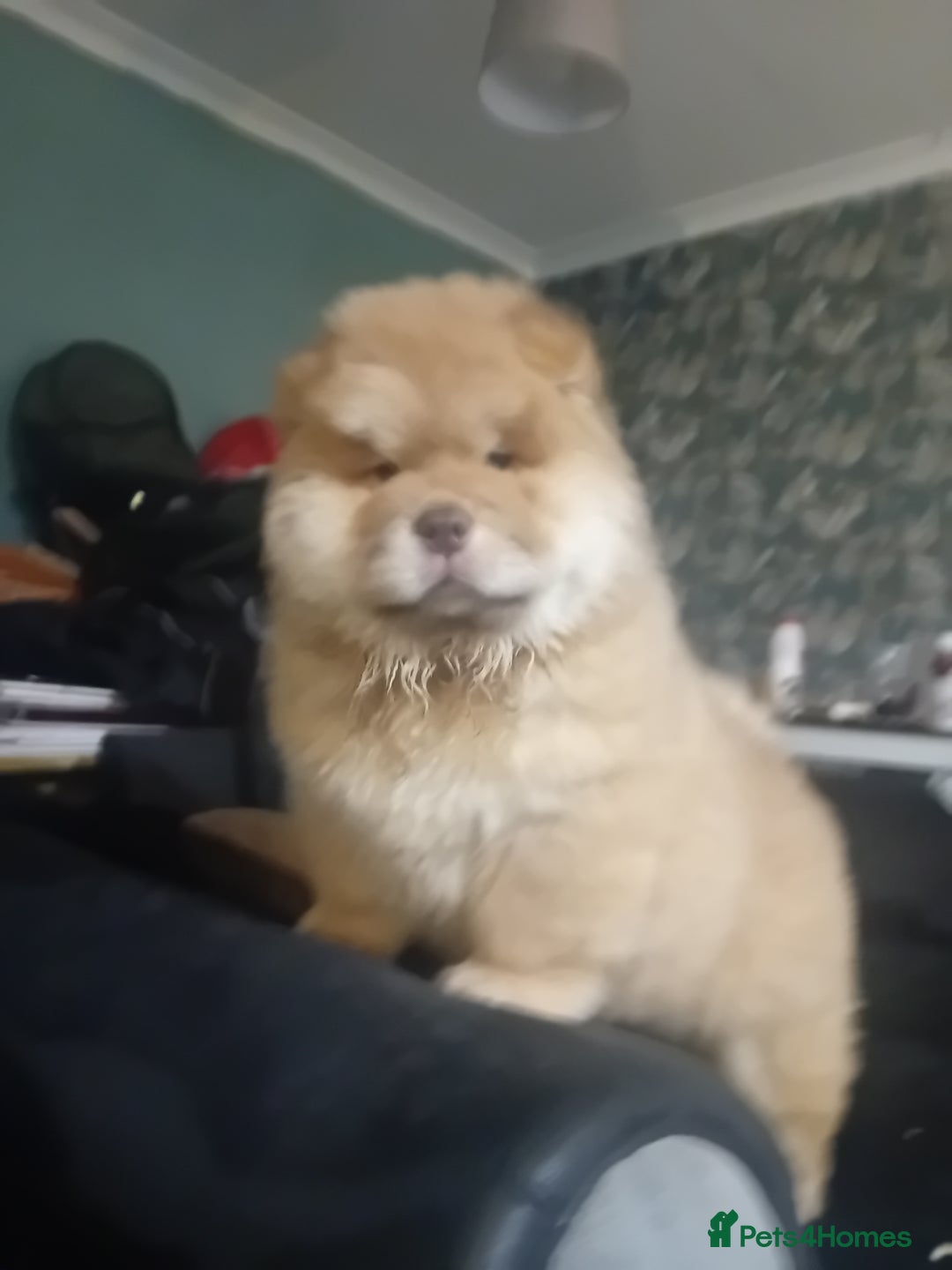 Chow Chow dogs for stud: Chowmazing  - Image 21