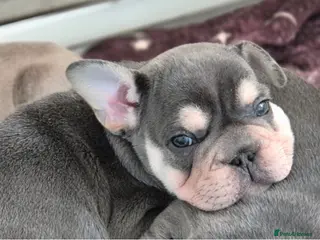 French Bulldog dogs French bulldogs - Advert 15