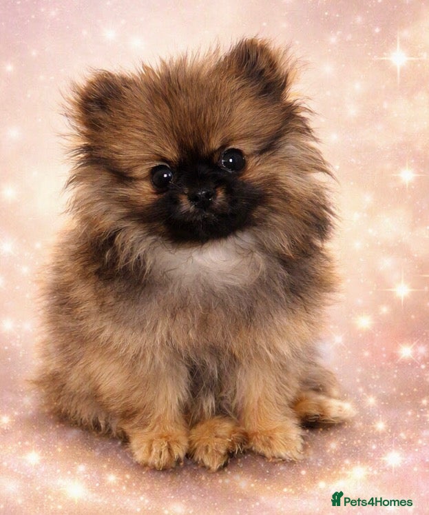 Pomeranian dogs 3 month old female Pomeranian - Advert 1